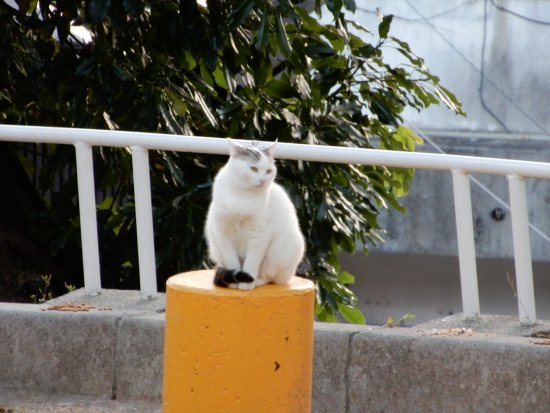 🌳 희망 언덕 공원(키보가오카 코엔) 이미지 8
